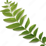 curry leaves for hair