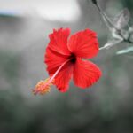 hibiscus (गुड़हल) flower for monsoon hair care